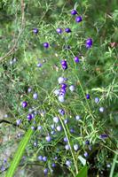 Im Te Puia Thermalpark