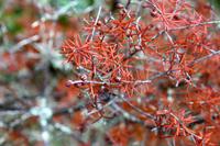 Im Te Puia Thermalpark