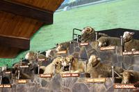 Wanderung am Mont Cook