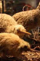 Kiwihaus bei der Parkanlage 