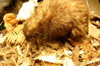 Kiwihaus bei der Parkanlage 