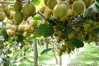 Besuch einer Kiwifarm