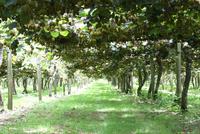 Besuch einer Kiwifarm