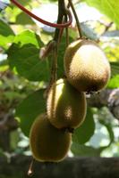 Besuch einer Kiwifarm