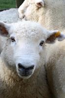 Farmer Bill zeigt uns 