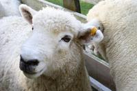 Farmer Bill zeigt uns 