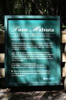 Tane Mahuta - der größte Kauribaum