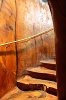 Ancient Kauri Kingdom