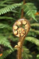 Farn - Symbol Neuseelands