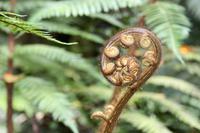 Farn - Symbol Neuseelands