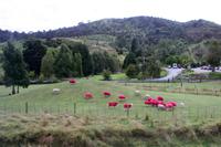 Pinkfarbene Schafe am New Zealand State Highway Nr. 1