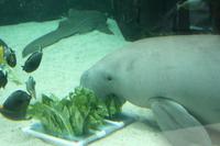 Seekuh im Sydney Aquarium