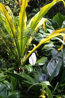 Orchideengarten in Singapur