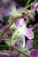 Orchideengarten in Singapur