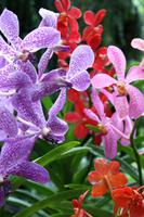 Orchideengarten in Singapur