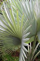 Orchideengarten in Singapur