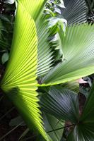 Orchideengarten in Singapur