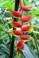 Orchideengarten in Singapur