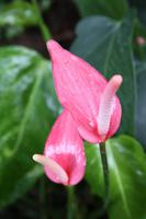 Orchideengarten in Singapur