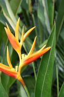 Orchideengarten in Singapur