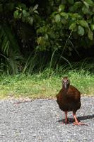 Weka-Ralle