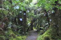 Spaziergang durch den verregneten Märchenwald