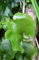 kidney fern - Nierenfarn
