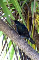 Weiß noch jemand, wie dieser Piepmatz hieß?