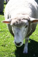 Schaffarm Walter Peak Station