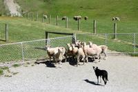 Schaffarm Walter Peak Station