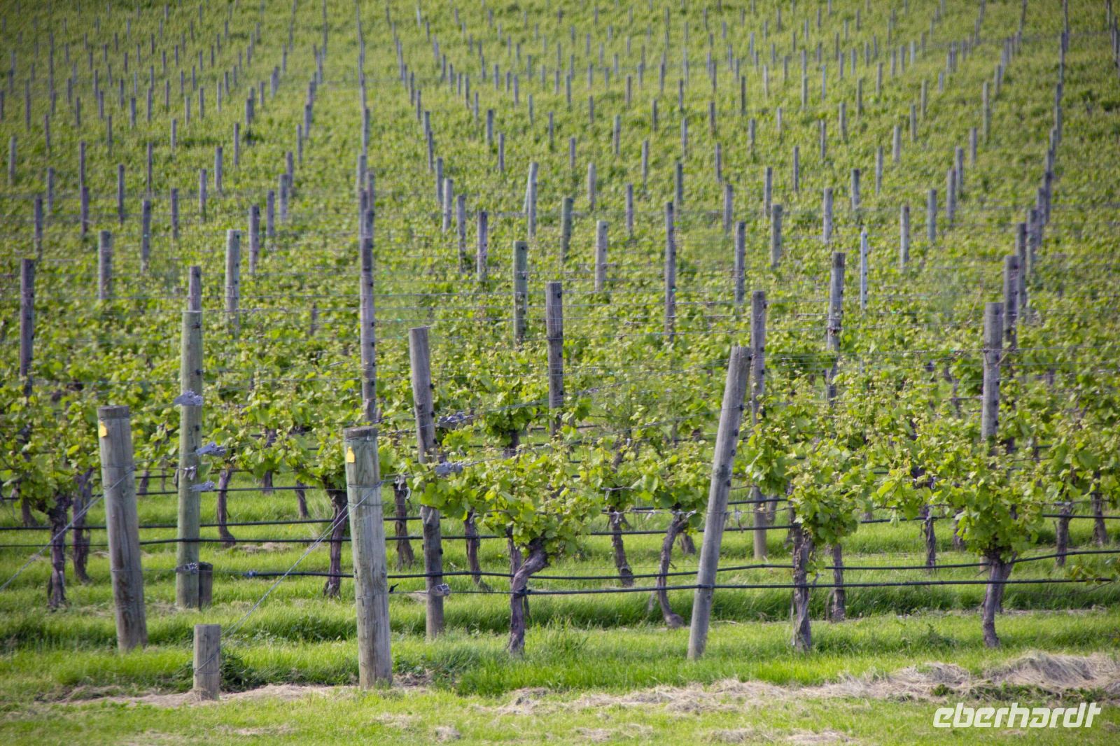 397 - Weinanbaugebiet