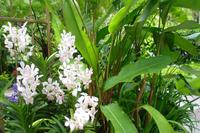 Orchideengarten in Singapur