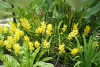 Orchideengarten in Singapur