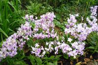 Orchideengarten in Singapur