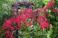 Orchideengarten in Singapur