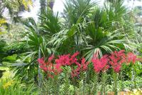 Orchideengarten in Singapur