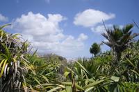 Pancake Rocks in Punakaiki