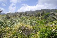Pancake Rocks in Punakaiki