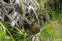 Vogelwelt an den Pancake Rocks