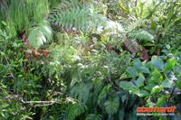 Regenwald in der Nähe der Lachsfarm