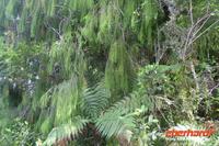 Regenwald in der Nähe der Lachsfarm