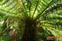 Regenwald in der Nähe der Lachsfarm
