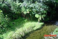 Regenwald in der Nähe der Lachsfarm