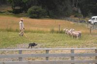 Farmshow auf der Walter Peak Hochlandfarm