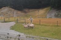 Farmshow auf der Walter Peak Hochlandfarm