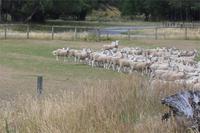 Schafe, soweit das Auge reicht...