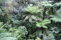 Spaziergang durch den Regenwald