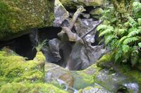 Spaziergang durch den Regenwald