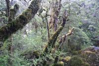 Spaziergang durch den Regenwald