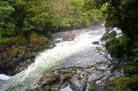 Spaziergang durch den Regenwald
